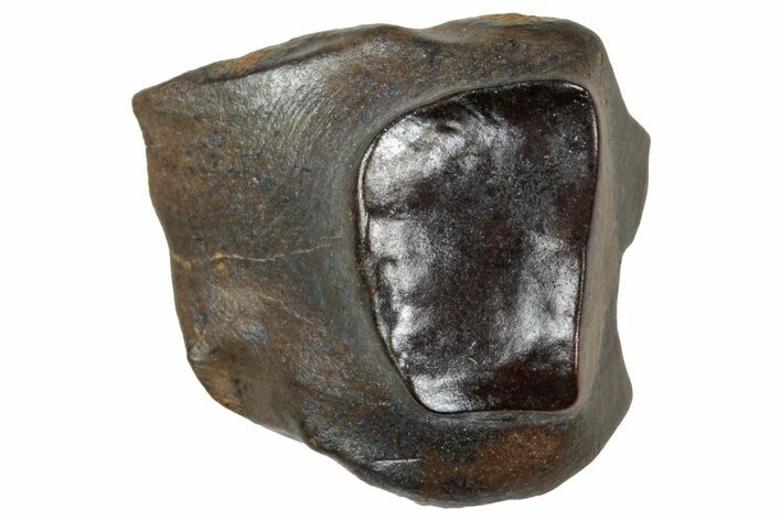 Fossil Triceratops Shed Tooth - Wyoming #358161